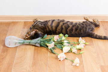 Cat breed toyger dropped glass vase of flowers on floor.