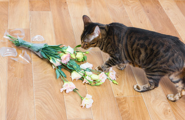 Cat breed toyger dropped and broken glass vase of flowers.