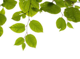 Fototapeta na wymiar Knotweed (Fallopia) leaves isolated on white background