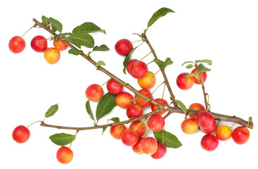 Plums isolated on white, top view