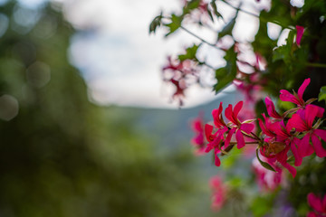 Sommerblume