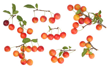 Plums isolated on white, top view