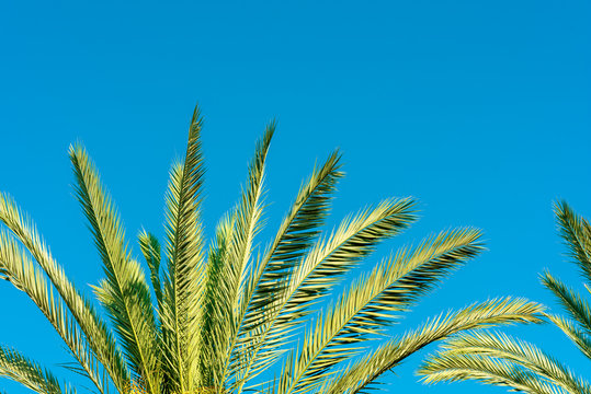 Green palm tree against blue sky, clear summer skies.