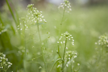 Dreamy grass :)