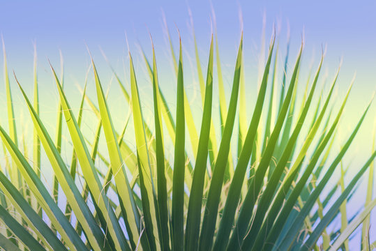 Green palm tree against blue sky, clear summer skies.