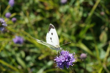 Großer Kohlweißling, Pieris brassicae