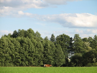 field
