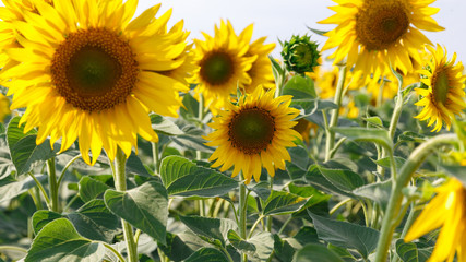Field of sunflowers. Summer landscape. Sunflower harvest. Bright Flowers. Summer background