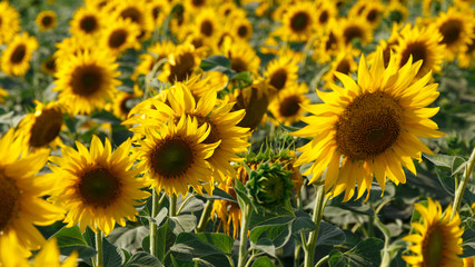 Naklejka premium Field of sunflowers. Summer landscape. Sunflower harvest. Bright Flowers. Summer background