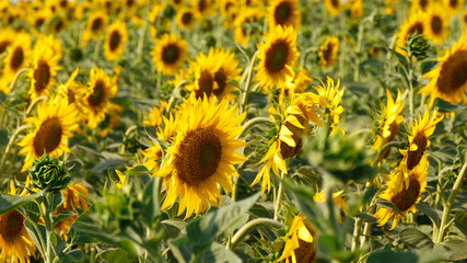 Fototapeta na wymiar Field of sunflowers. Summer landscape. Sunflower harvest. Bright Flowers. Summer background