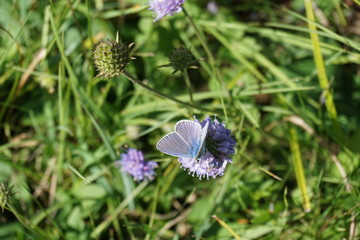 Himmelblauer Bläuling, Lysandra bellagus