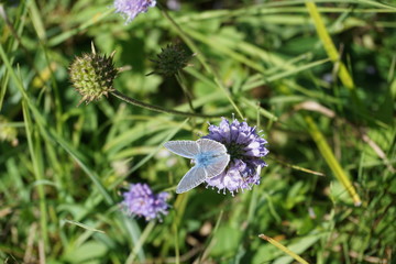 Himmelblauer Bläuling, Lysandra bellagus