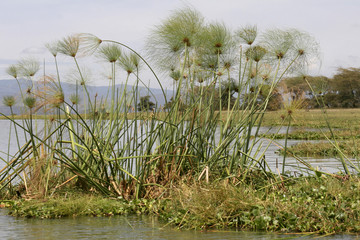 Papyrus Pflanzen (Cypercus papyrus)  im Naivasha See, Kenia, Ostafrika