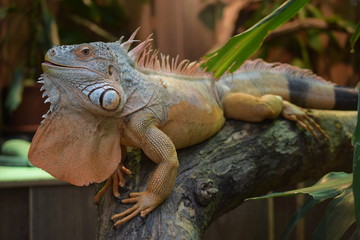 Eidechse in wilder Natur