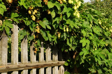 Fence and garden.