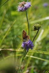 Brauner Feuerfalter, Lycaena tityrus