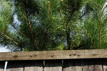 Fence and pine branches.