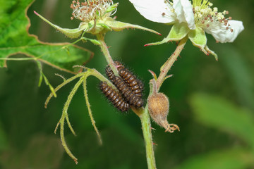 Kleine braune Raupen
