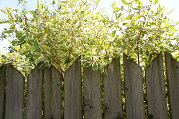 Fence with a bush.