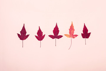 Multicolored autumn leaves pattern on pink background