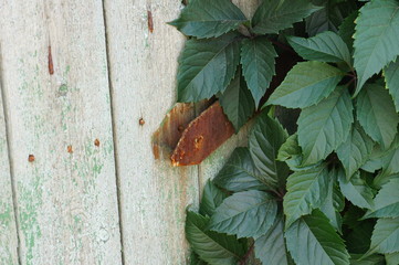 Fence with an old bracket.
