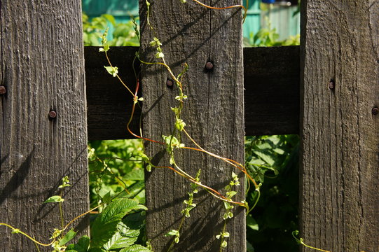 Fence with a curly plant.