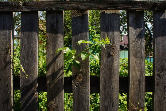 Fence with a raspberry escape.