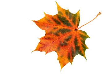 Maple leaf in autumn colors. Isolated on white background.