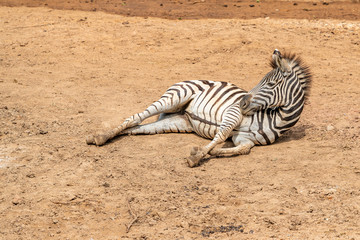 Fototapeta na wymiar A female foal or baby zebra is lying on the sand in the zoo