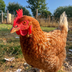 Huhn Hühnerhof Henne