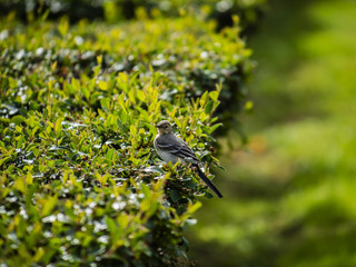 Wagtail