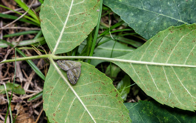 Jumping insect Ricania japonica