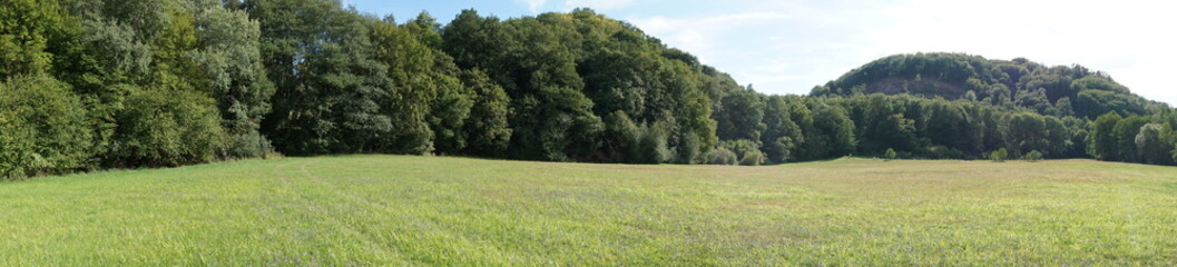 Sommerwiese