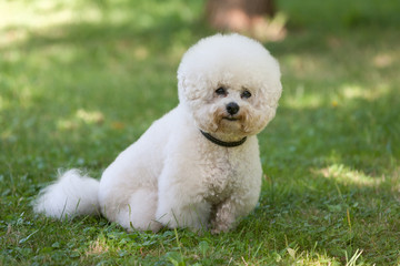 Bichon frize dog portrait 10.08.18