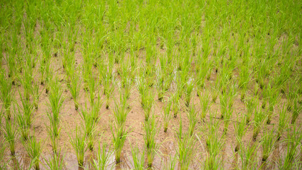 Young rice are growing in the paddy field.