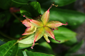 Früchte der Pfingstrose, Paeonia