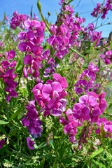 Obraz premium Sweet Pea Flowers Purple Pink Fuchsia Flower Blossom Bloom
