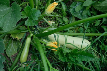 zucchini on a bed in the garden