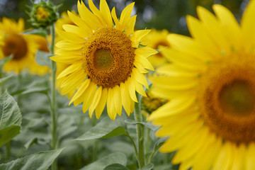 yellow sunflower in the field, soft light