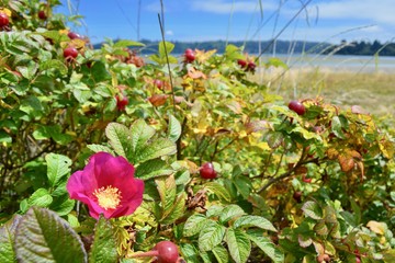 Wild Roses Newport Oregon Coast Pacific Northwest PNW