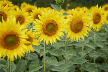 Fototapeta premium yellow sunflower in the field, soft light