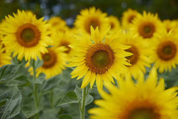 Fototapeta premium yellow sunflower in the field, soft light