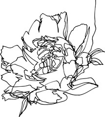 Peony flower close-up, minimalist illustration