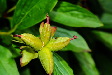 Früchte der Pfingstrose, Paeonia