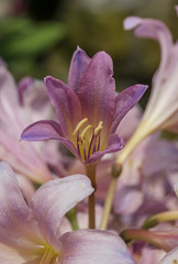 Fototapeta premium A resurrection lily blooming in a rural area. 