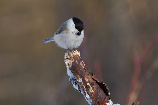 Willow tit flew to eat sunflower seeds on the feeder.
