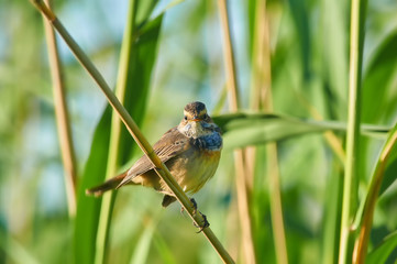 Yellow-throated bluethroat sits on a reed stalk near the nest (against a background of green thicket of reed).