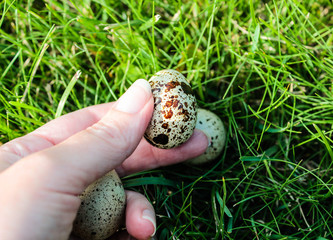 Quail eggs on the background of grass