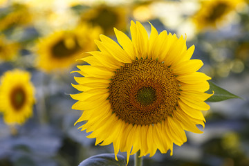 beauty sunflower