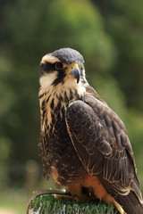 Falcão
